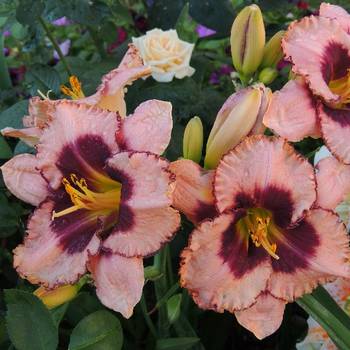 Лилейник Hemerocallis ‘Awesome Blossom’